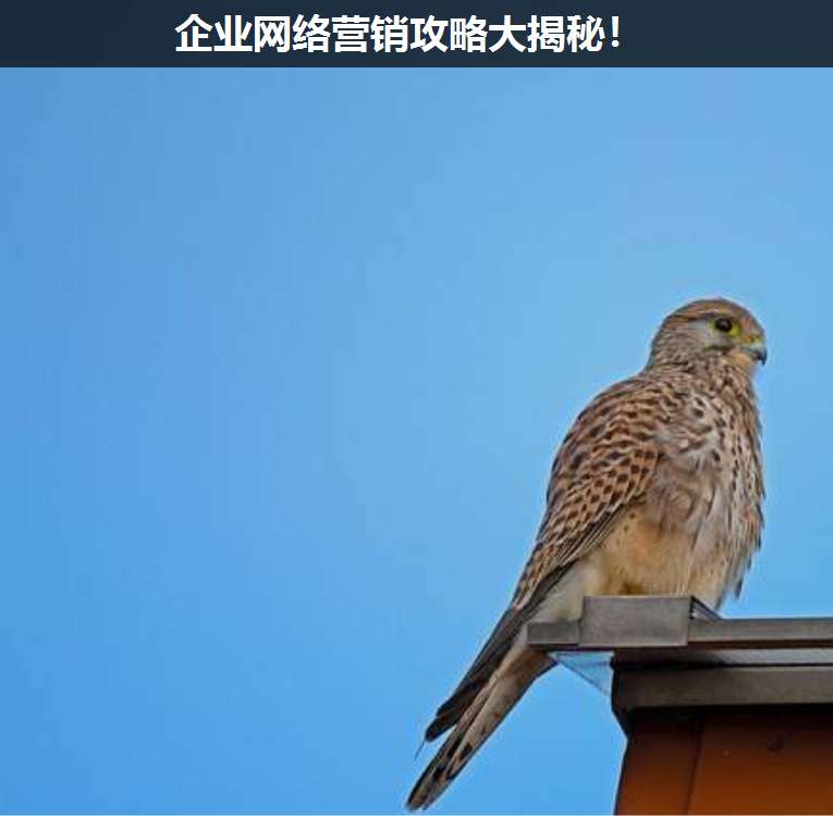 企業(yè)網(wǎng)絡營銷攻略大揭秘!