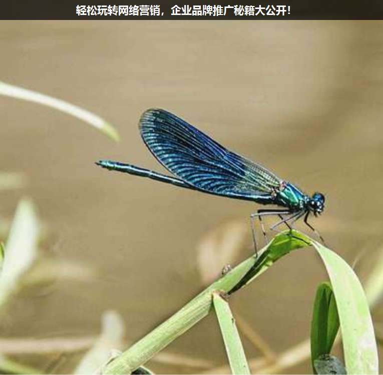 輕松玩轉(zhuǎn)網(wǎng)絡(luò)營銷,企業(yè)品牌推廣秘籍大公開!